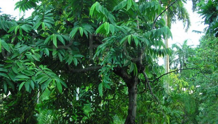 بیریبای وحشی